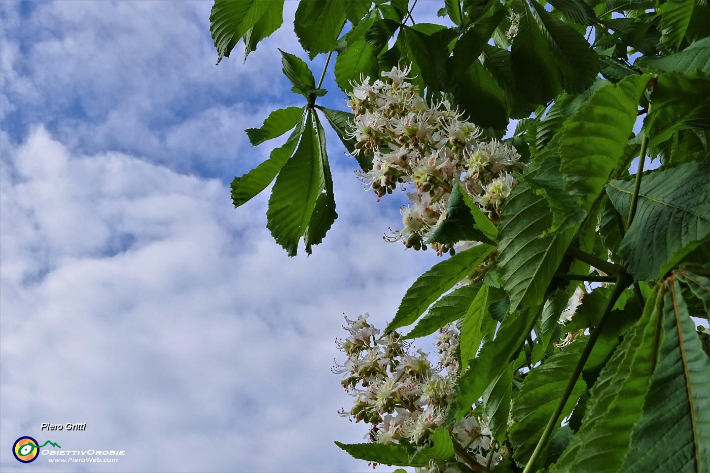 20 Fiori di ippocastano.JPG